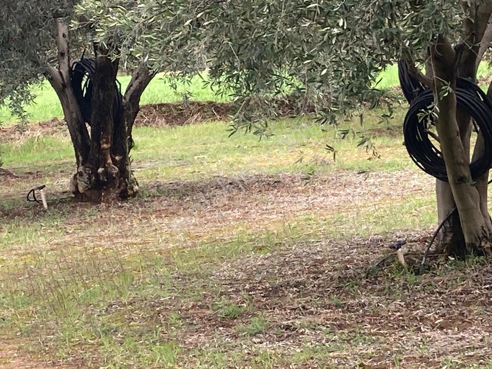 Karacasu Yetişkin Bakımlı Zeytin Ve Meyve Bahçesi 6,754 M2 - Görsel 10