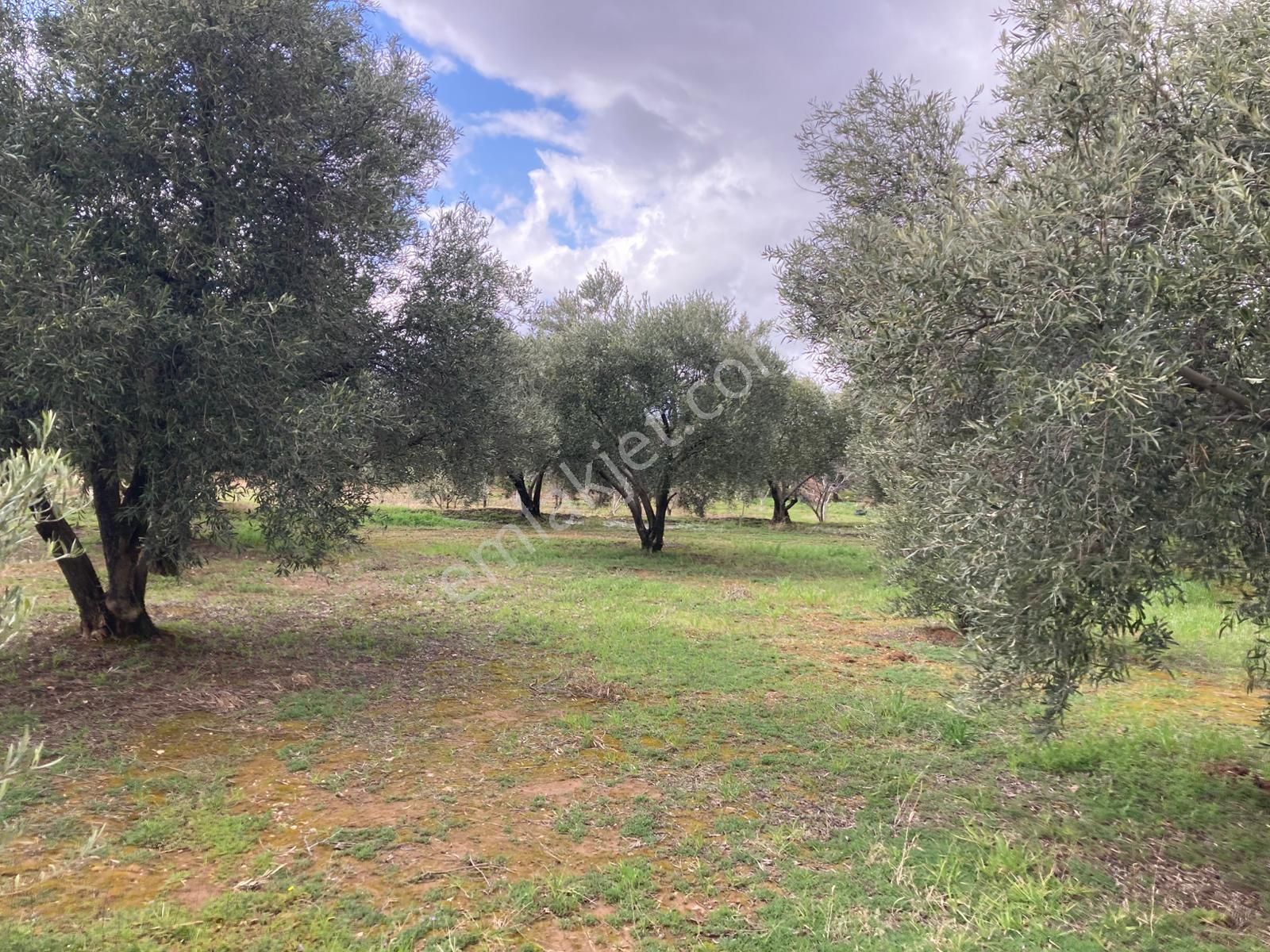 Karacasu Yetişkin Bakımlı Zeytin Ve Meyve Bahçesi 6,754 M2 - Görsel 5