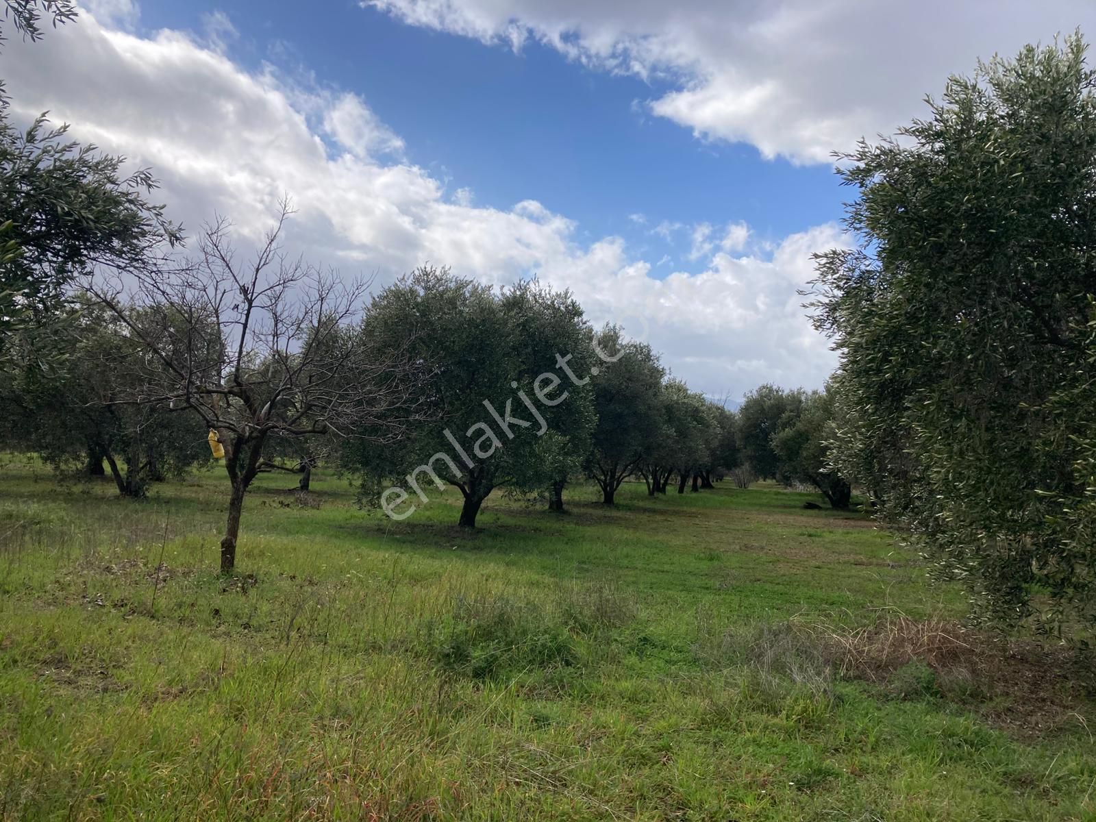 Karacasu Yetişkin Bakımlı Zeytin Ve Meyve Bahçesi 6,754 M2 - Görsel 4