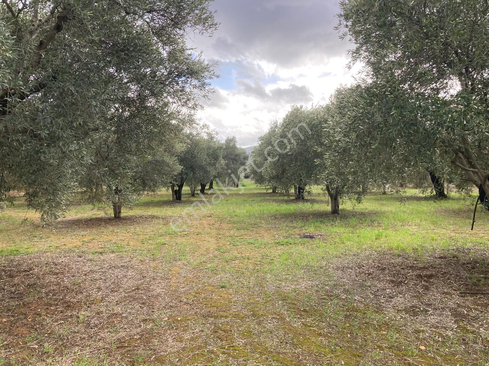 Karacasu Yetişkin Bakımlı Zeytin Ve Meyve Bahçesi 6,754 M2 - Görsel 9