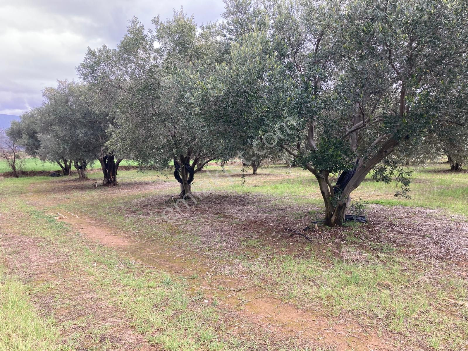 Karacasu Yetişkin Bakımlı Zeytin Ve Meyve Bahçesi 6,754 M2 - Görsel 7