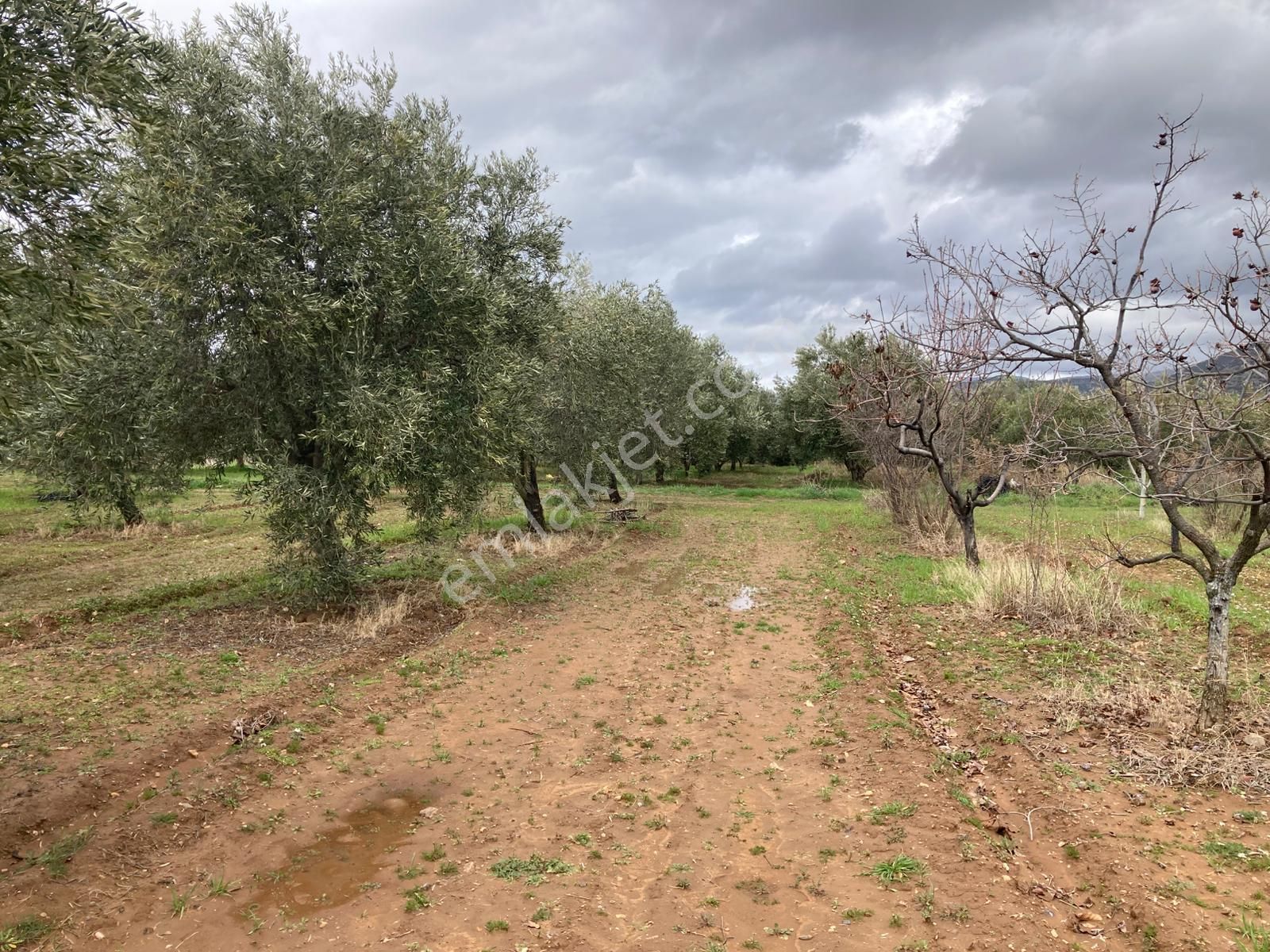 Karacasu Yetişkin Bakımlı Zeytin Ve Meyve Bahçesi 6,754 M2 - Görsel 6