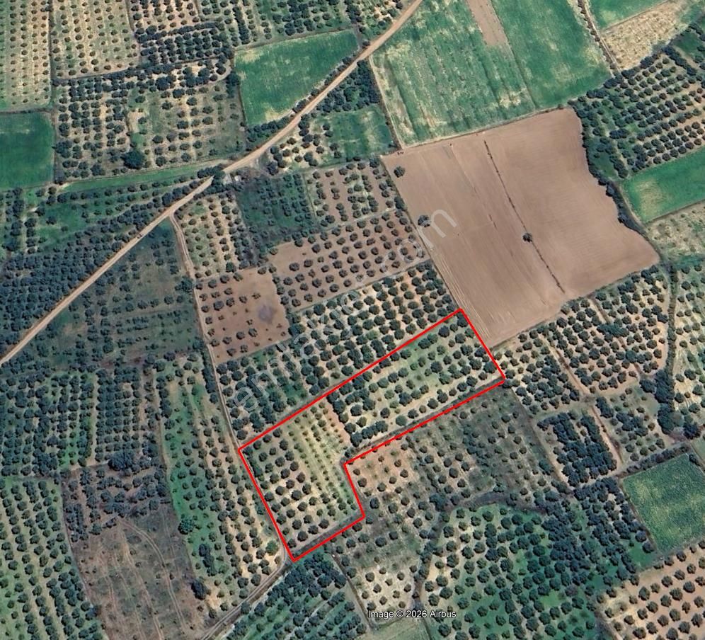 Karacasu Yetişkin Bakımlı Zeytin Ve Meyve Bahçesi 6,754 M2 - Görsel 12