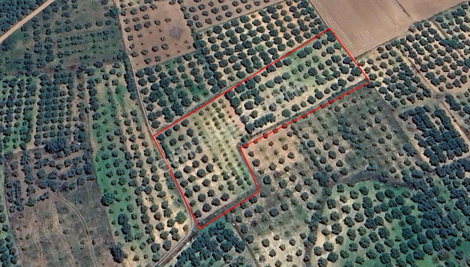 Karacasu Yetişkin Bakımlı Zeytin Ve Meyve Bahçesi 6,754 M2 - Görsel 3