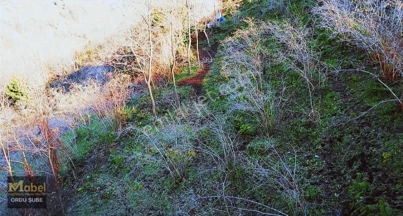 Mabel'den -perşembe Şenyurtta-mandıralı-yol Kenarı Bahçe - Görsel 3