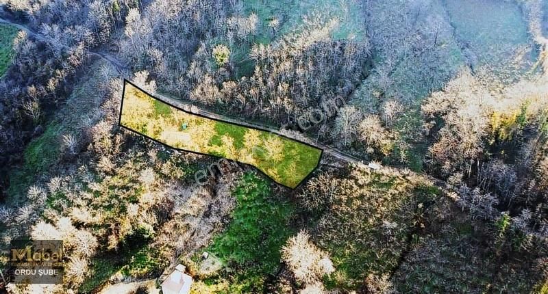 Mabel'den -perşembe Şenyurtta-mandıralı-yol Kenarı Bahçe