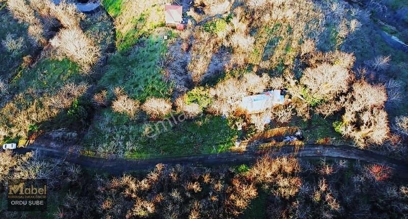 Mabel'den -perşembe Şenyurtta-mandıralı-yol Kenarı Bahçe - Görsel 9