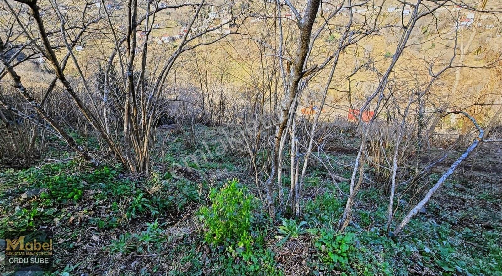 Mabel'den -perşembe Şenyurtta-mandıralı-yol Kenarı Bahçe - Görsel 2