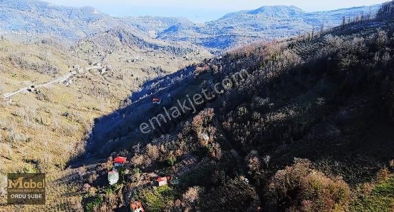 Mabel'den -perşembe Şenyurtta-mandıralı-yol Kenarı Bahçe - Görsel 10