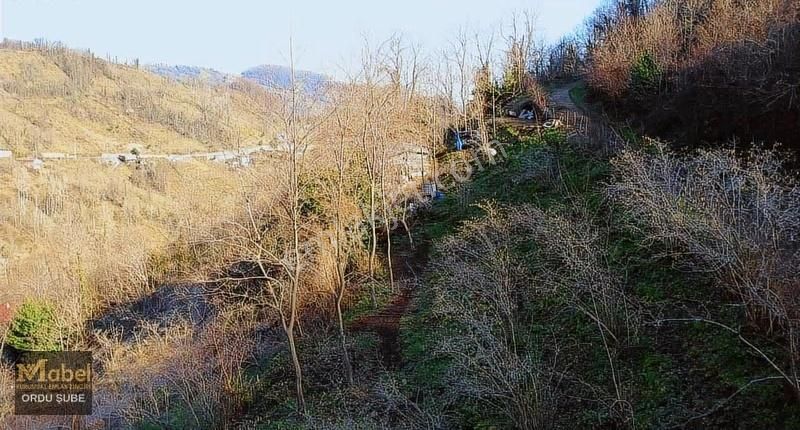 Mabel'den -perşembe Şenyurtta-mandıralı-yol Kenarı Bahçe - Görsel 4