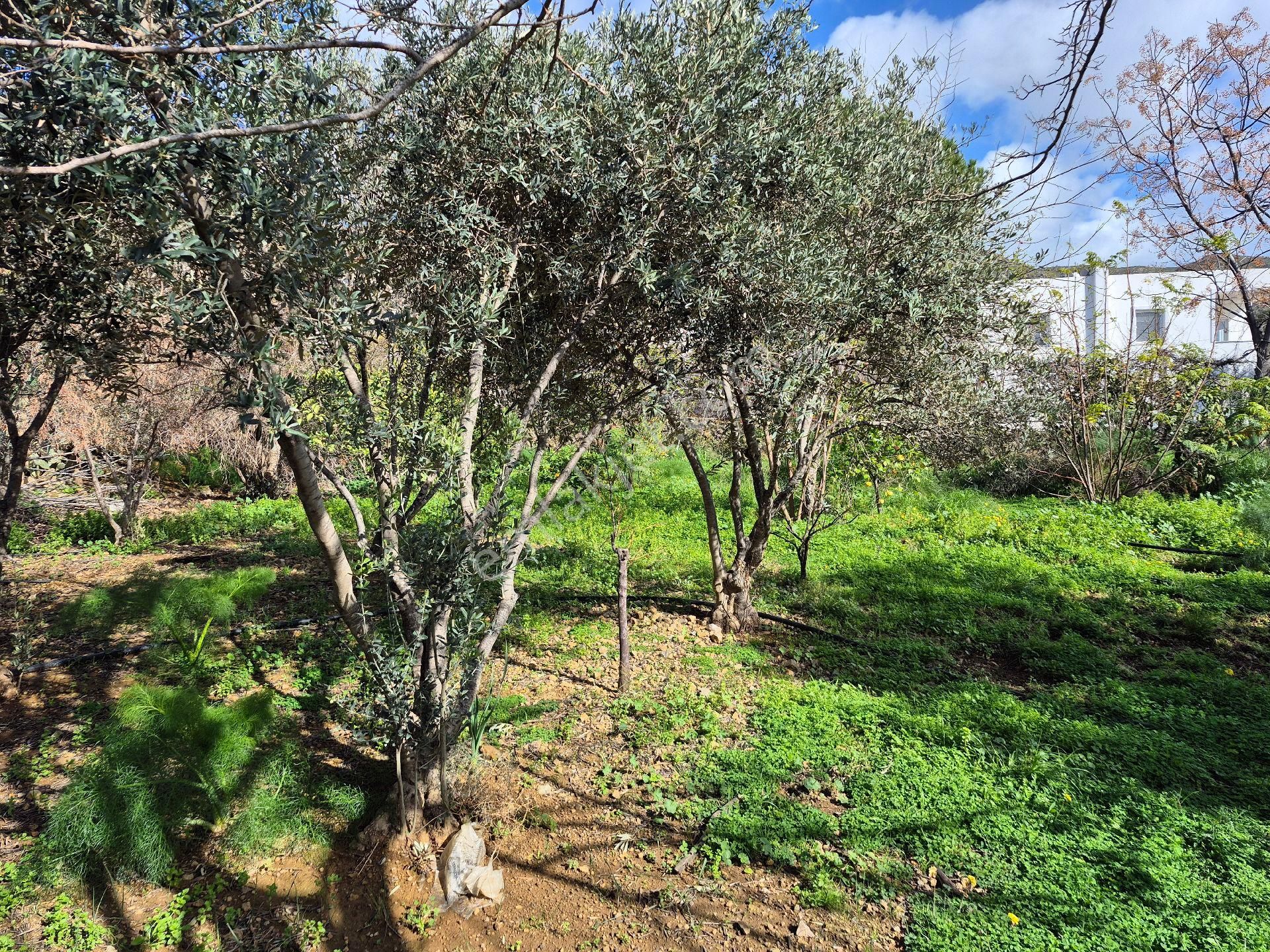 Bodrum Gümüşlük Merkezde Ssatılık130 M2 İmarlı Arazi - Görsel 10