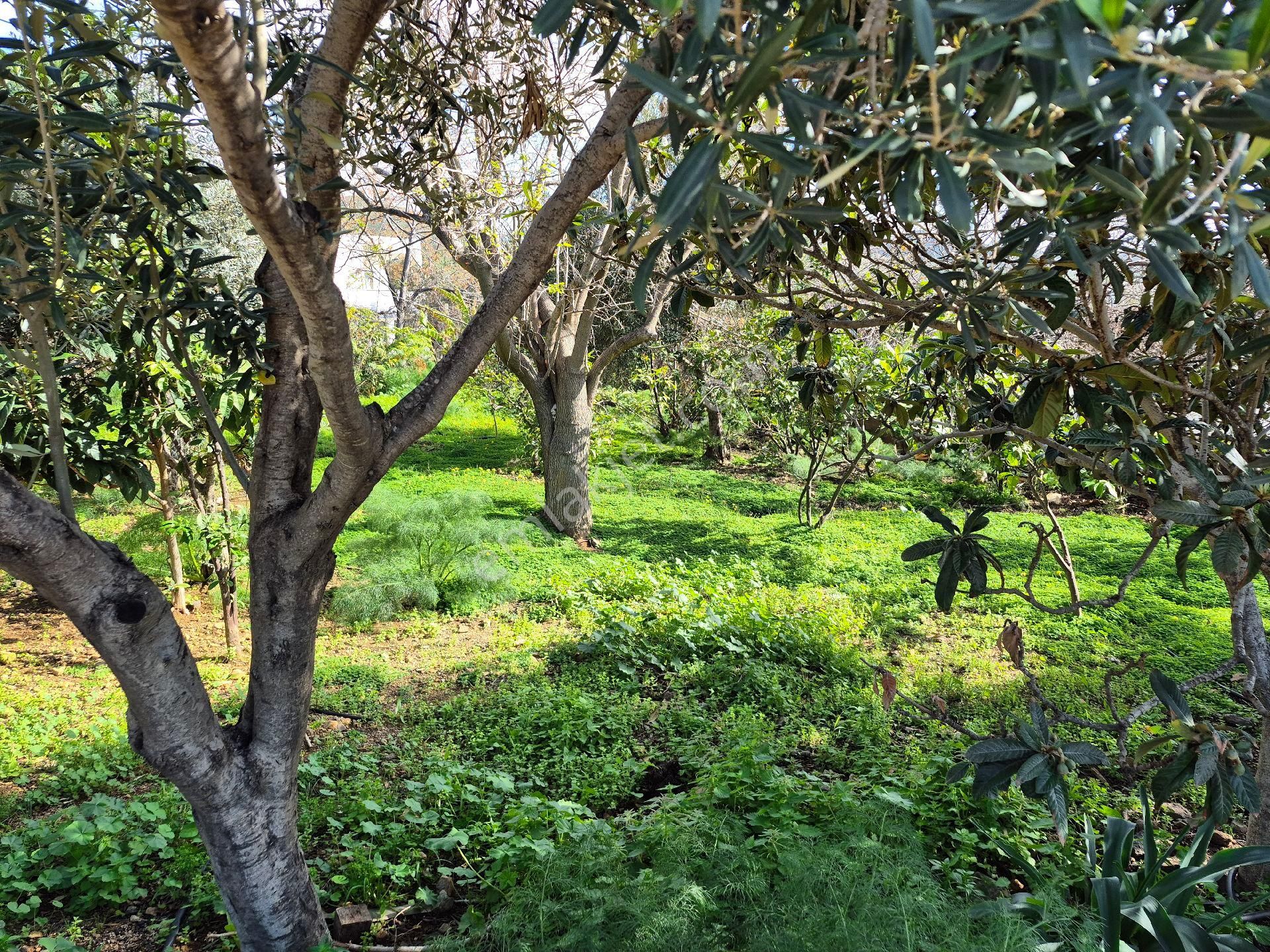 Bodrum Gümüşlük Merkezde Ssatılık130 M2 İmarlı Arazi - Görsel 7