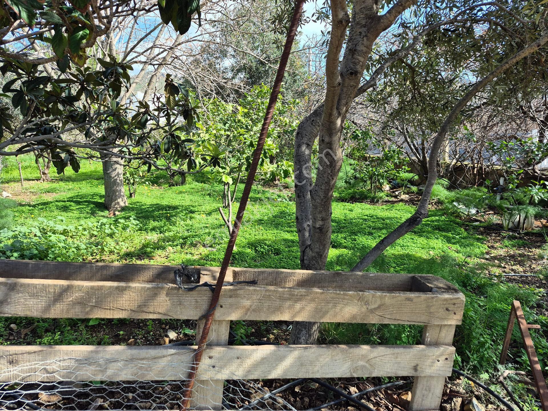 Bodrum Gümüşlük Merkezde Ssatılık130 M2 İmarlı Arazi - Görsel 5