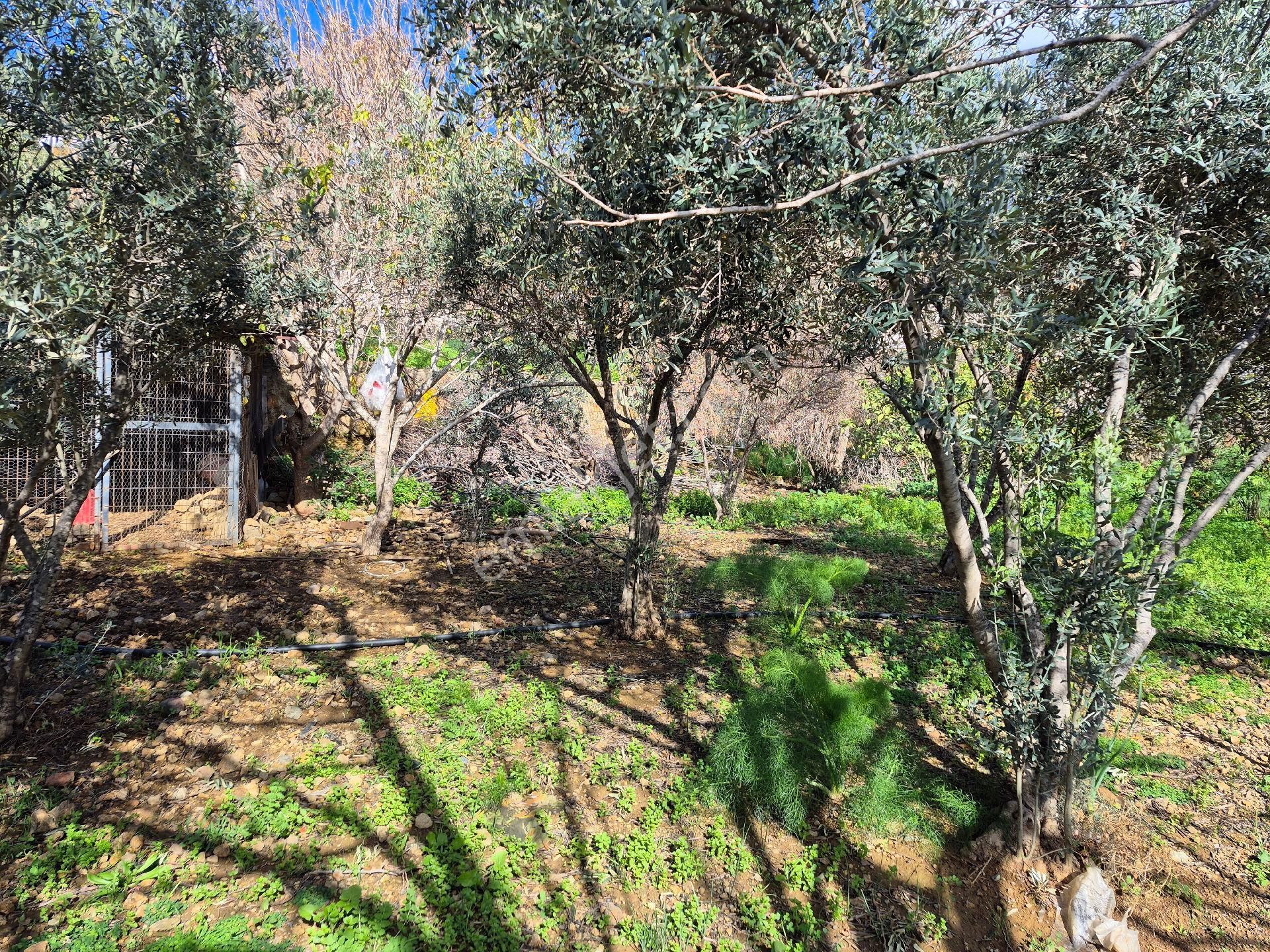 Bodrum Gümüşlük Merkezde Ssatılık130 M2 İmarlı Arazi - Görsel 11