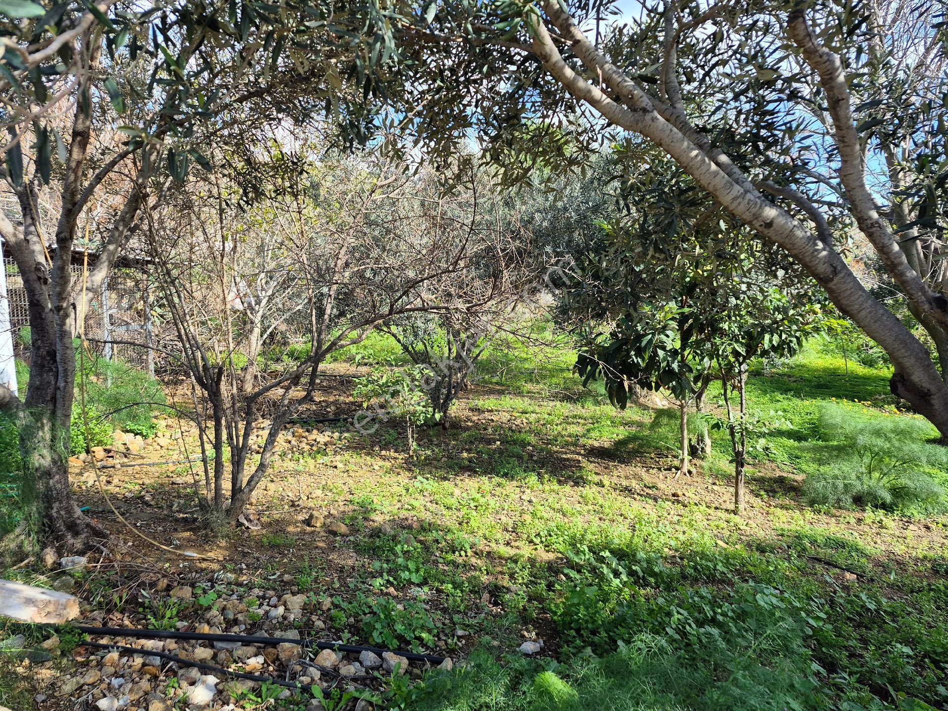 Bodrum Gümüşlük Merkezde Ssatılık130 M2 İmarlı Arazi - Görsel 8