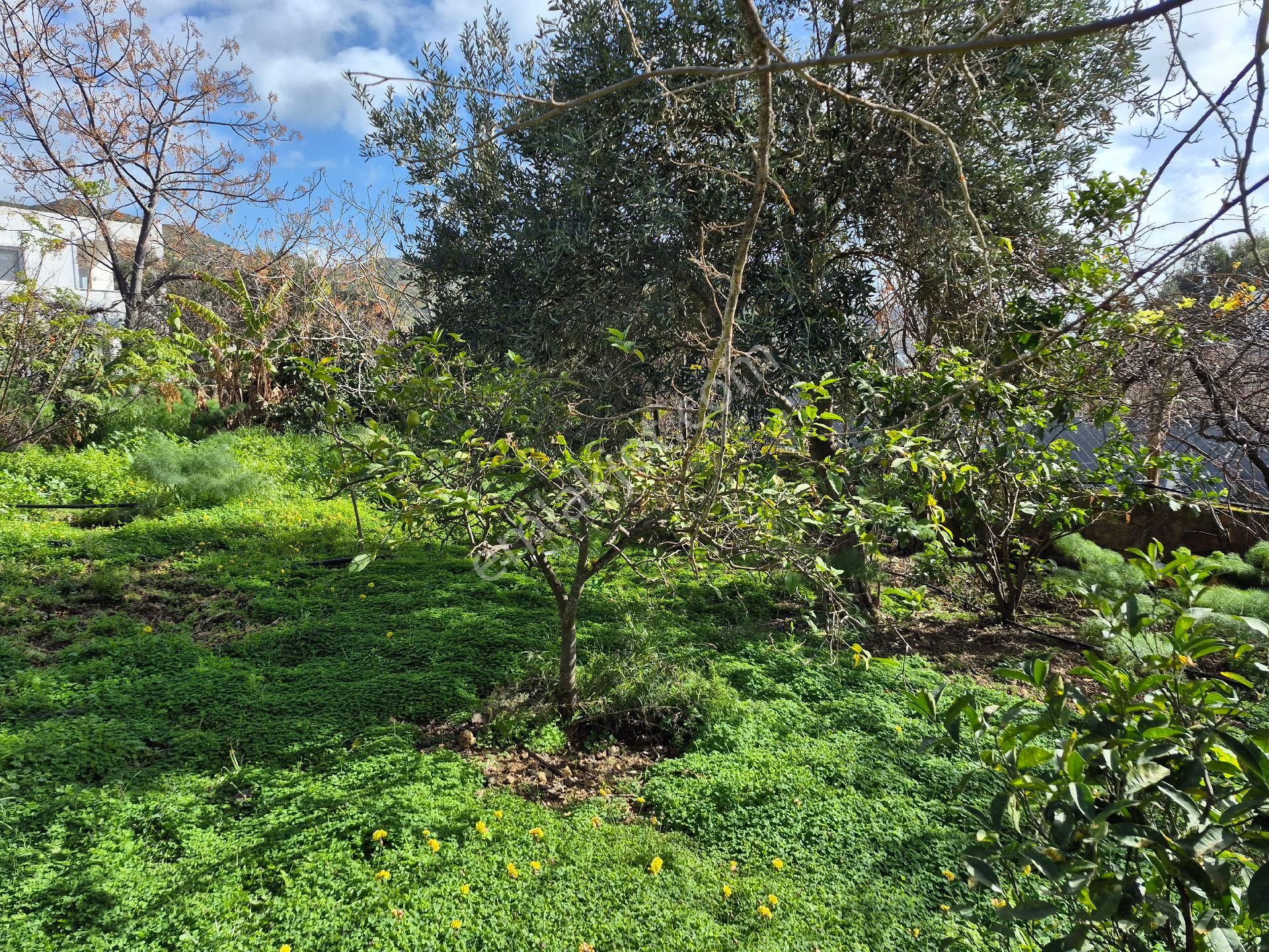 Bodrum Gümüşlük Merkezde Ssatılık130 M2 İmarlı Arazi - Görsel 12