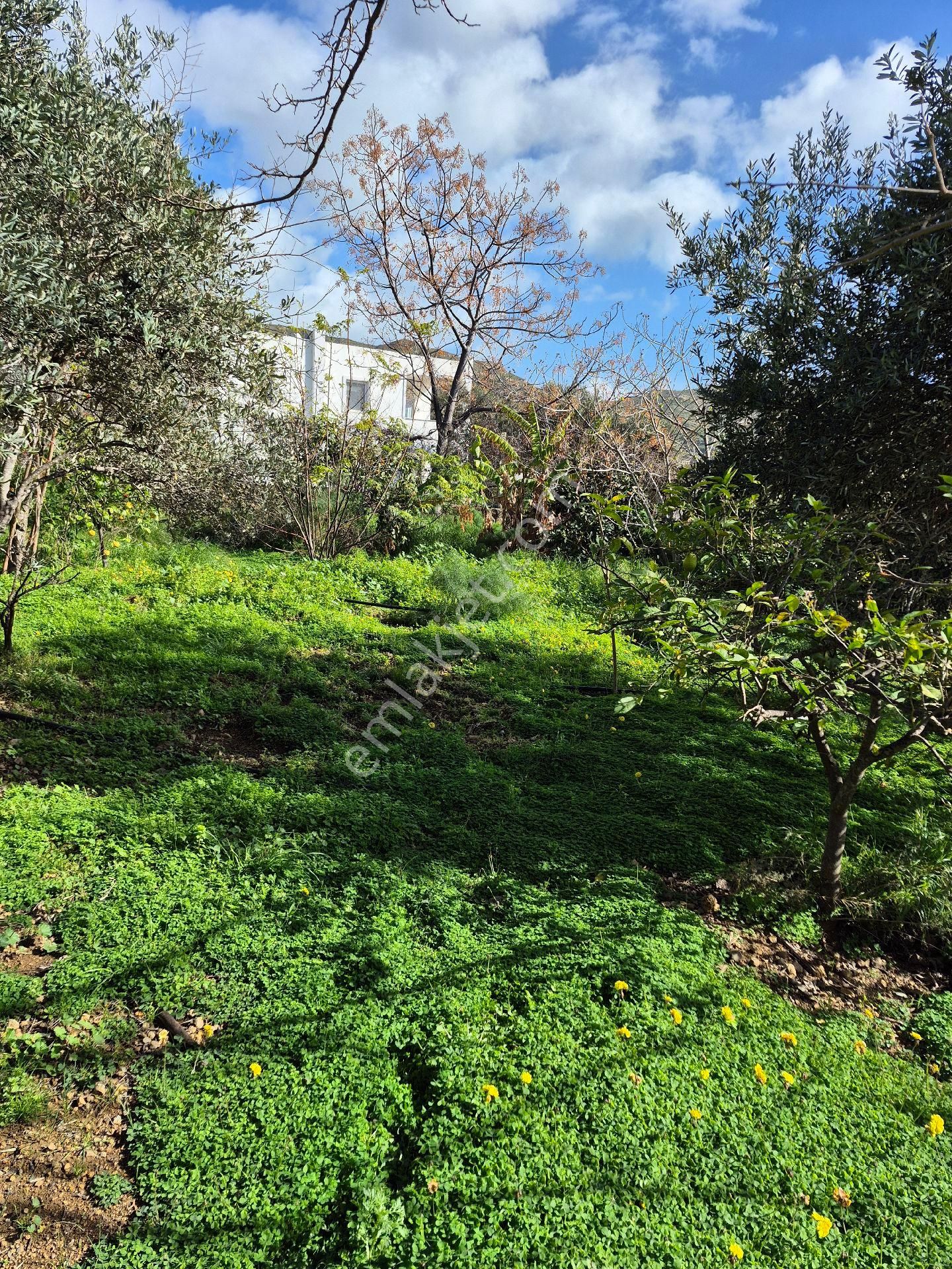 Bodrum Gümüşlük Merkezde Ssatılık130 M2 İmarlı Arazi - Görsel 13