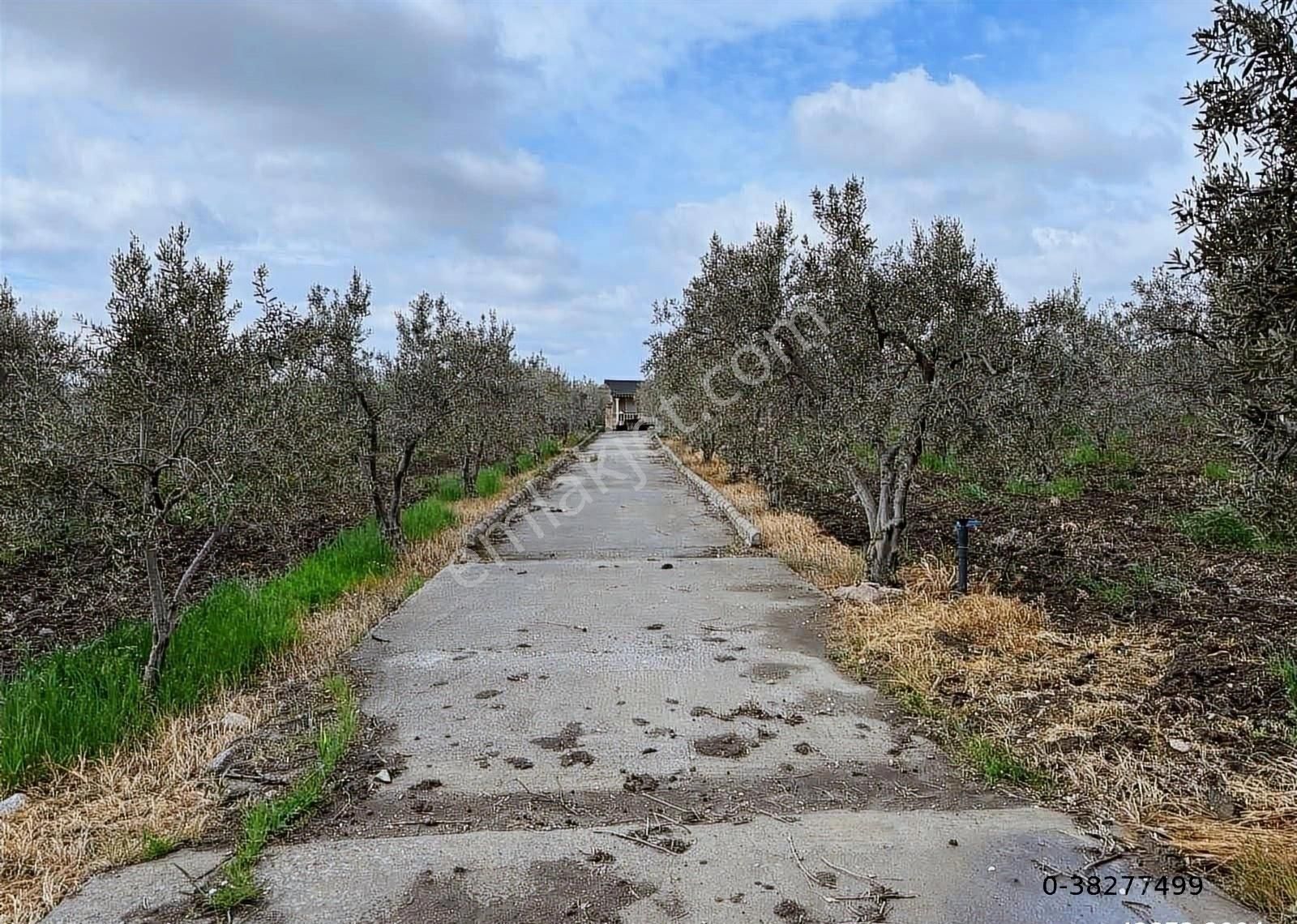 Çandarlı İzmir Karayoluna 60m Cepheli 6000m2 Satılık Tarla - Görsel 13