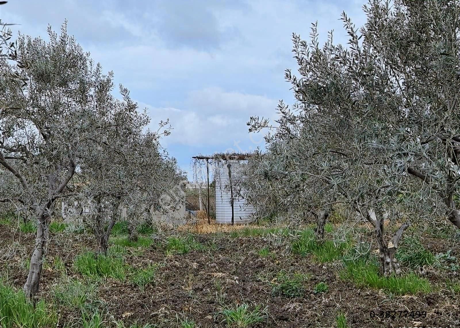 Çandarlı İzmir Karayoluna 60m Cepheli 6000m2 Satılık Tarla - Görsel 8