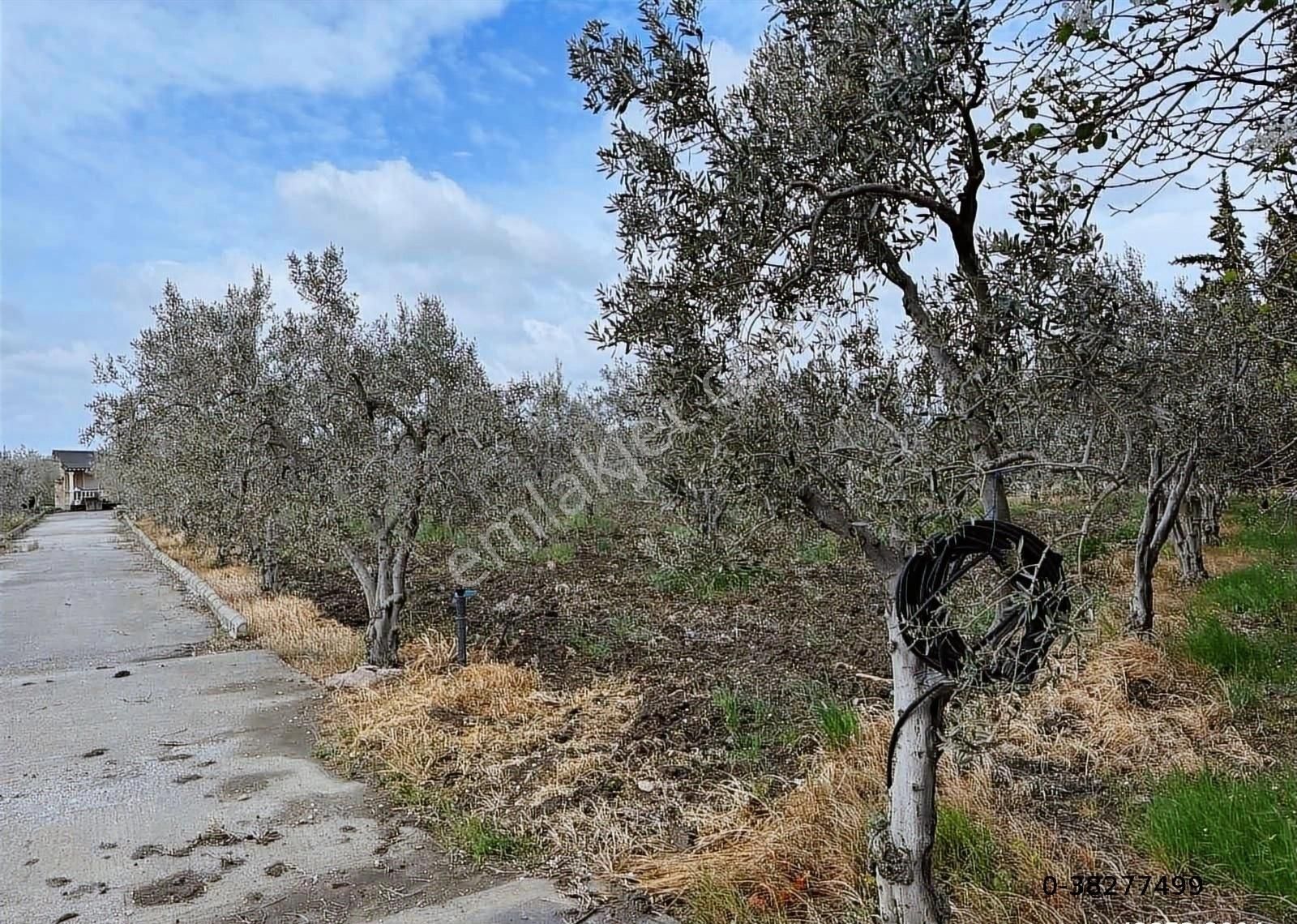 Çandarlı İzmir Karayoluna 60m Cepheli 6000m2 Satılık Tarla - Görsel 15