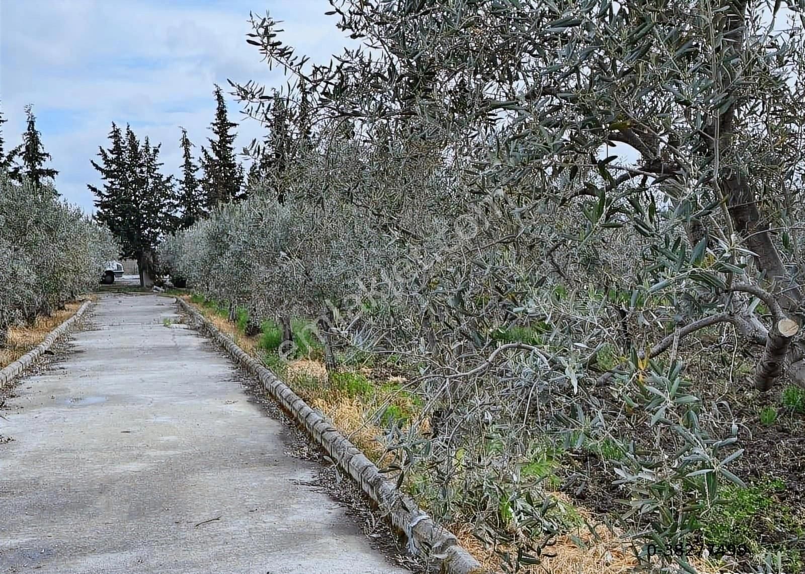 Çandarlı İzmir Karayoluna 60m Cepheli 6000m2 Satılık Tarla - Görsel 5