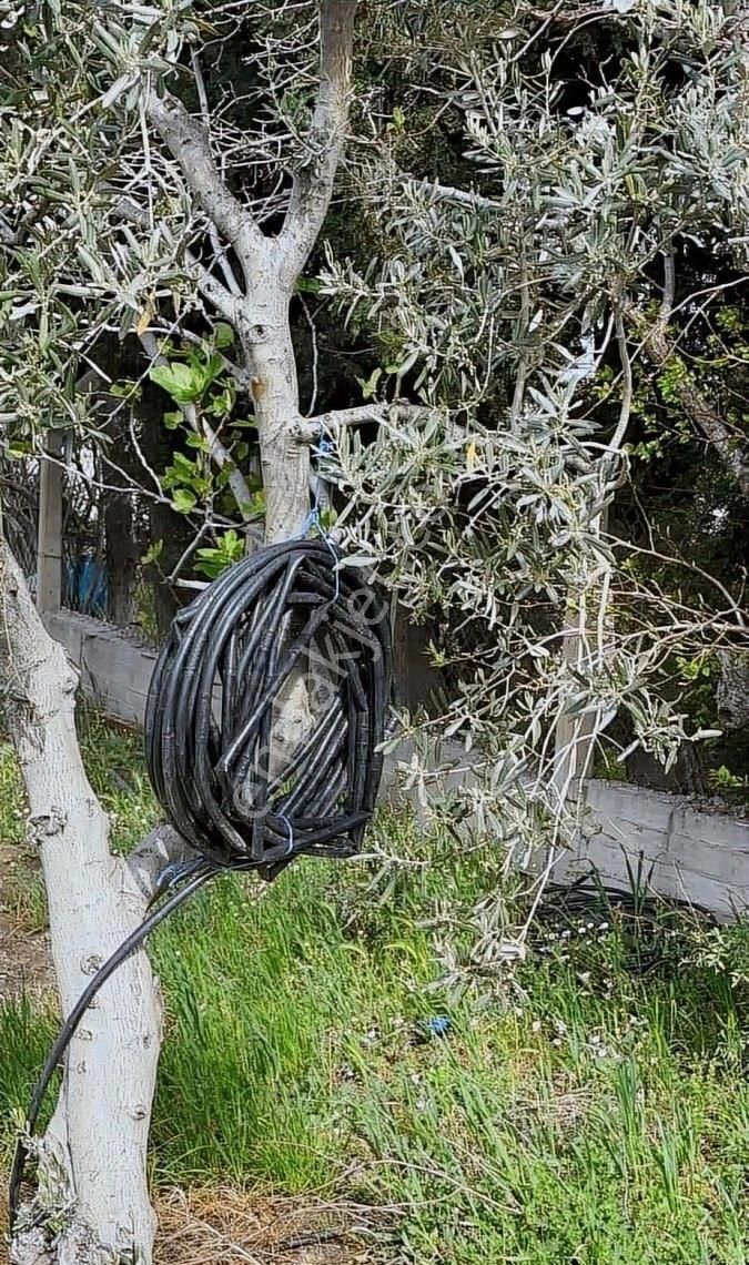 Çandarlı İzmir Karayoluna 60m Cepheli 6000m2 Satılık Tarla - Görsel 10