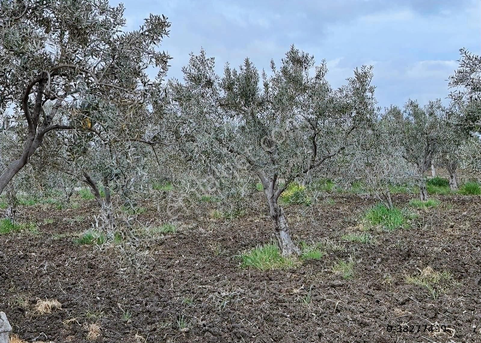 Çandarlı İzmir Karayoluna 60m Cepheli 6000m2 Satılık Tarla - Görsel 4