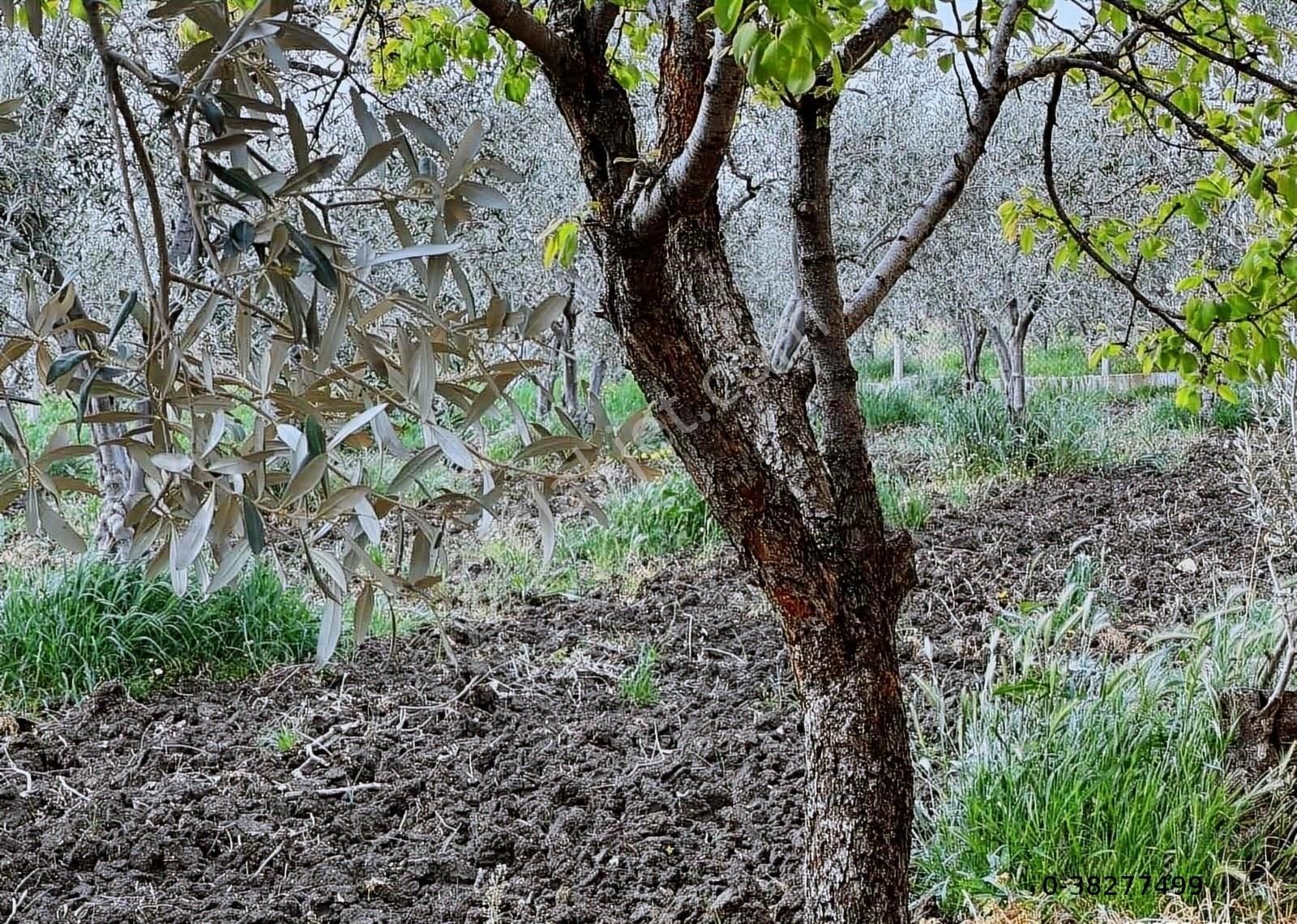 Çandarlı İzmir Karayoluna 60m Cepheli 6000m2 Satılık Tarla - Görsel 14