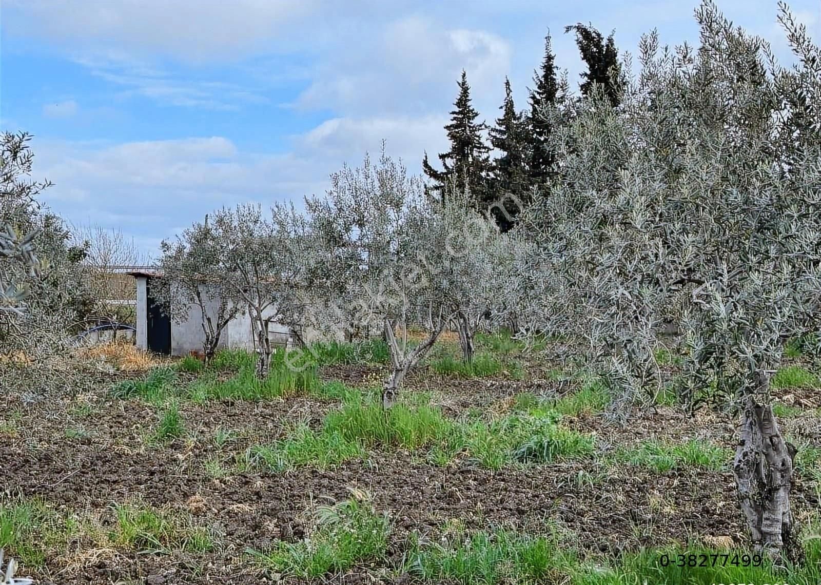 Çandarlı İzmir Karayoluna 60m Cepheli 6000m2 Satılık Tarla - Görsel 6