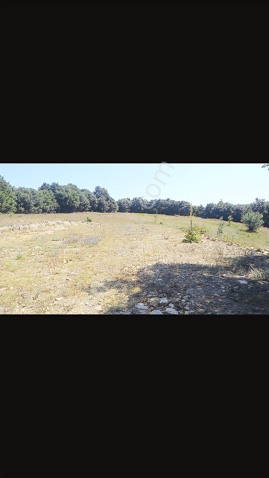 🌲 Saray Sefaalan'da 6 Dönüm Orman İçinde Çiftlik Arazisi – 2 Tapulu, Yolu Hazır 🌲