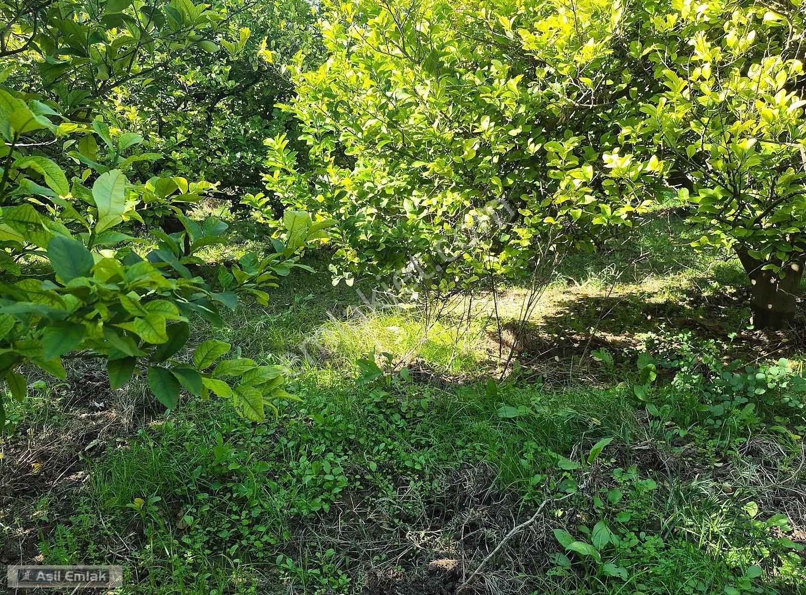 Asil Emlaktan Ortaca Çaylı Mah. De Satılık 7 Dönüm Tarla - Görsel 3