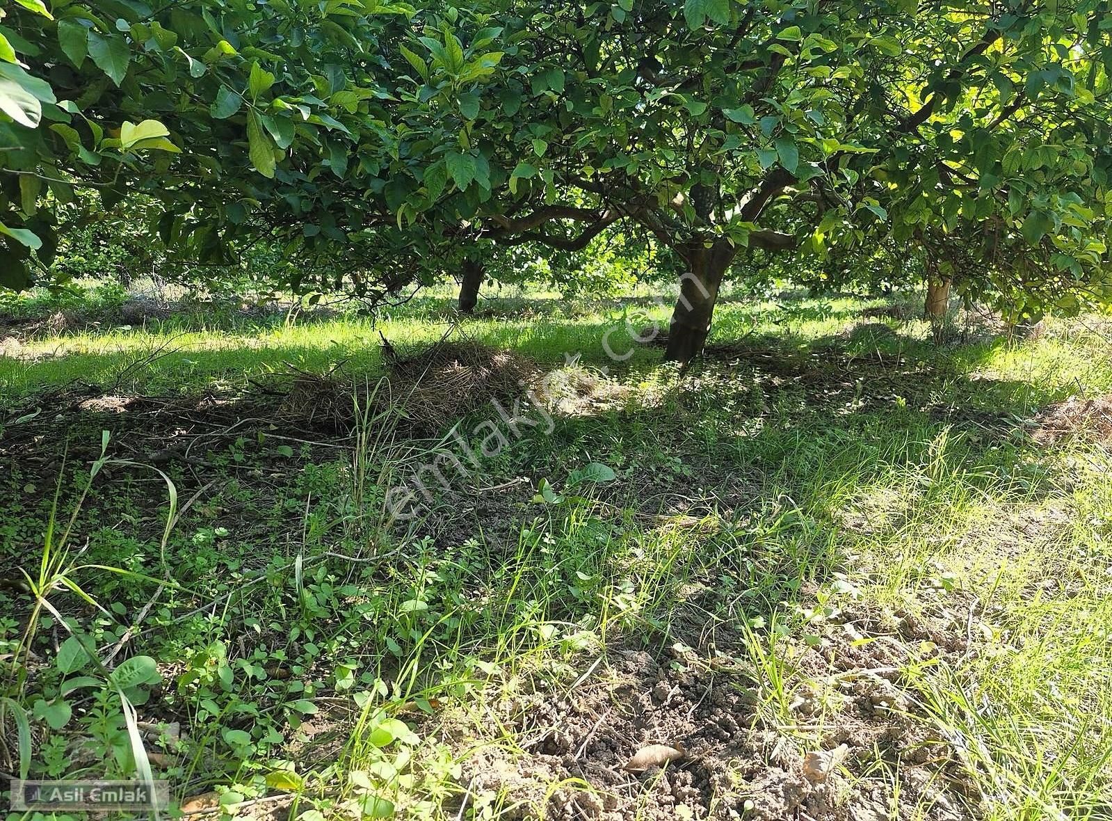 Asil Emlaktan Ortaca Çaylı Mah. De Satılık 7 Dönüm Tarla - Görsel 19