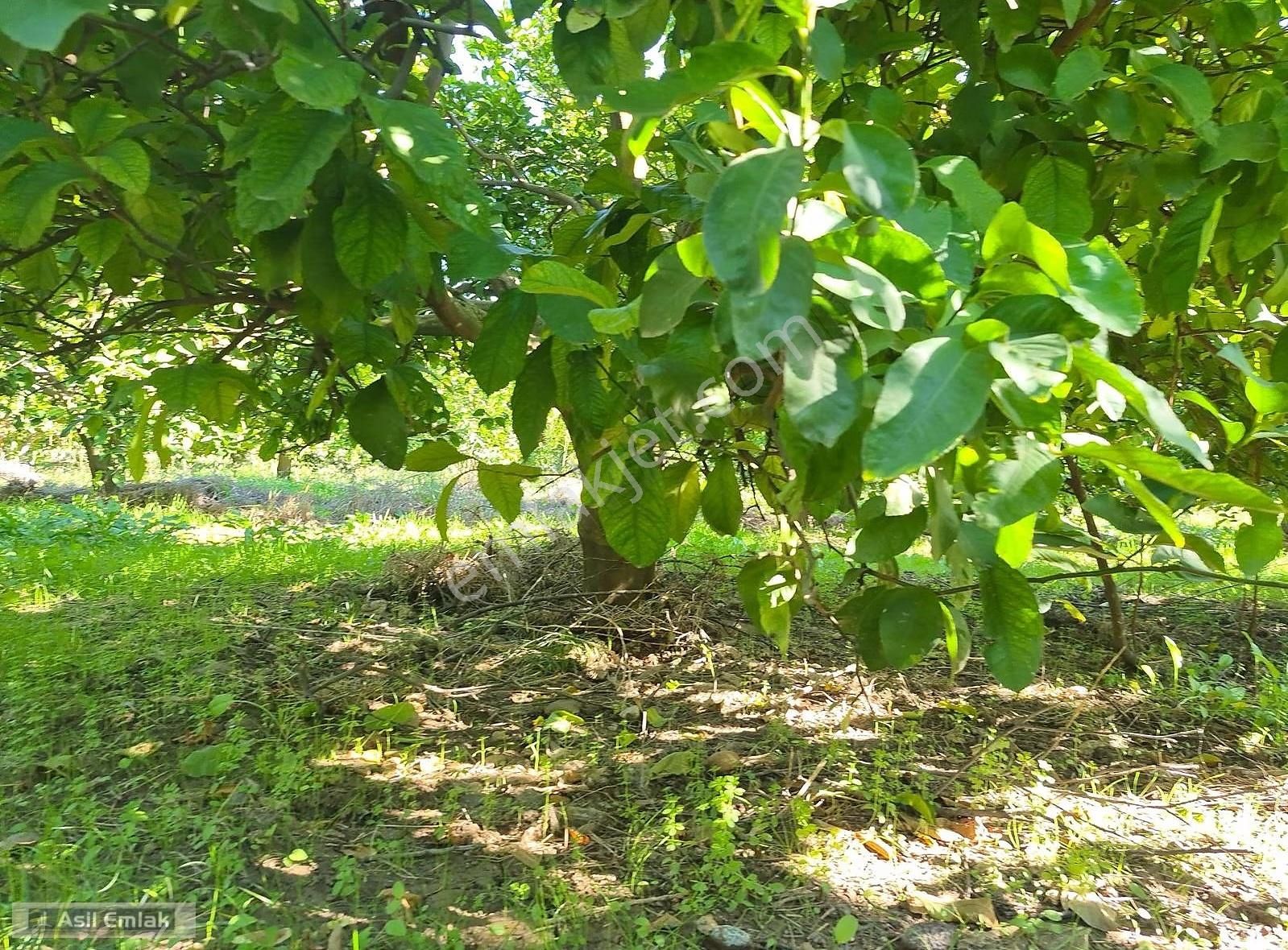 Asil Emlaktan Ortaca Çaylı Mah. De Satılık 7 Dönüm Tarla - Görsel 35