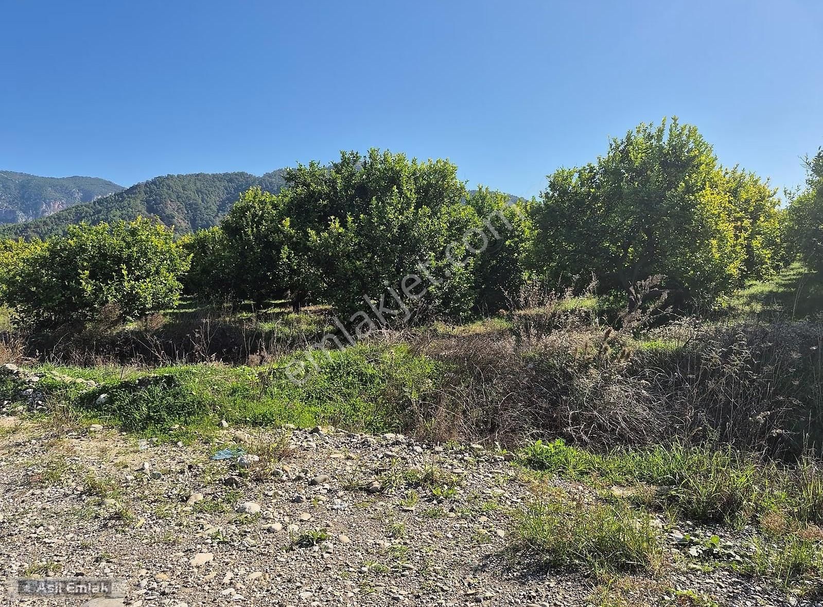 Asil Emlaktan Ortaca Çaylı Mah. De Satılık 7 Dönüm Tarla - Görsel 29