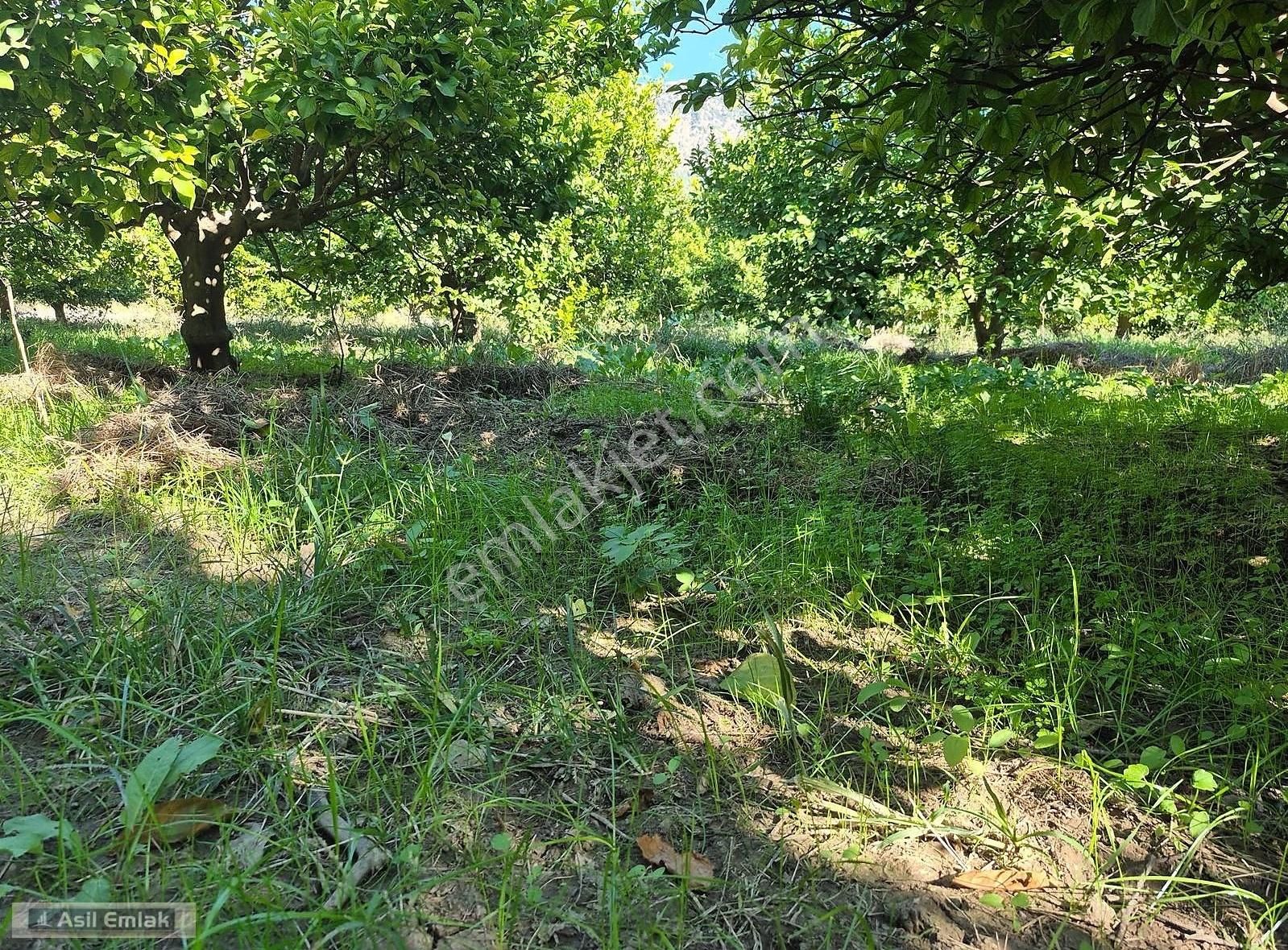 Asil Emlaktan Ortaca Çaylı Mah. De Satılık 7 Dönüm Tarla - Görsel 4