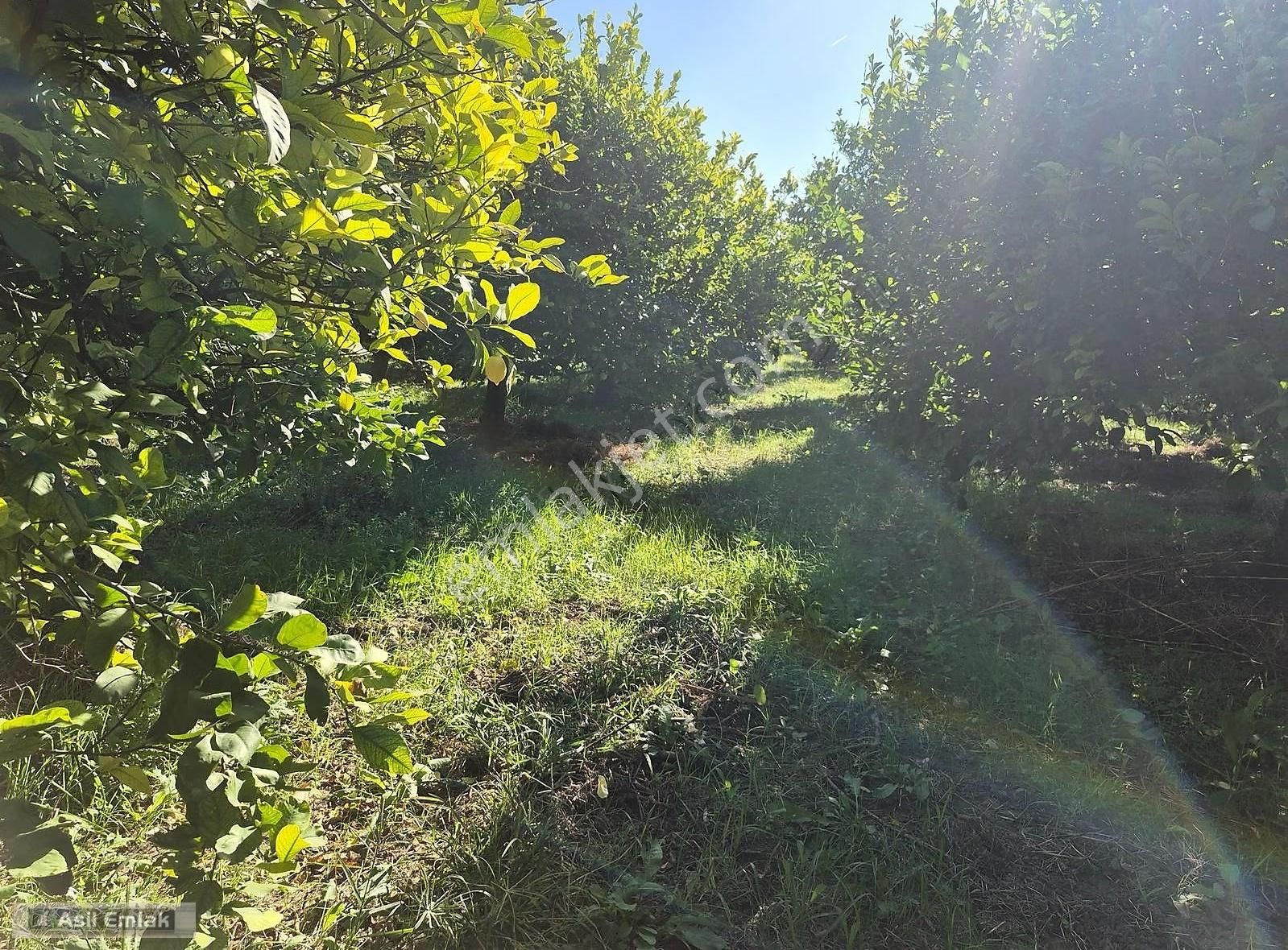 Asil Emlaktan Ortaca Çaylı Mah. De Satılık 7 Dönüm Tarla - Görsel 15