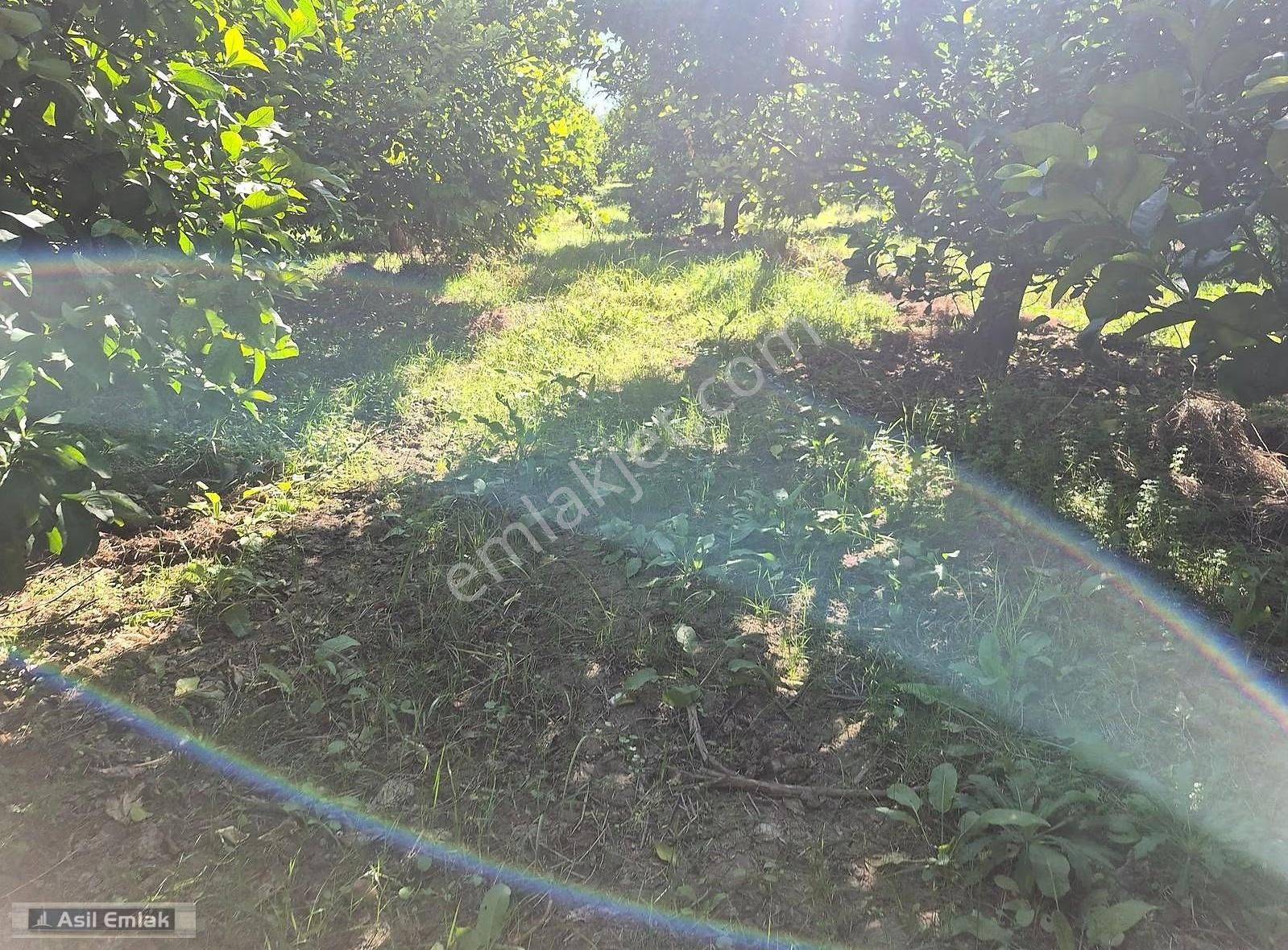 Asil Emlaktan Ortaca Çaylı Mah. De Satılık 7 Dönüm Tarla - Görsel 20