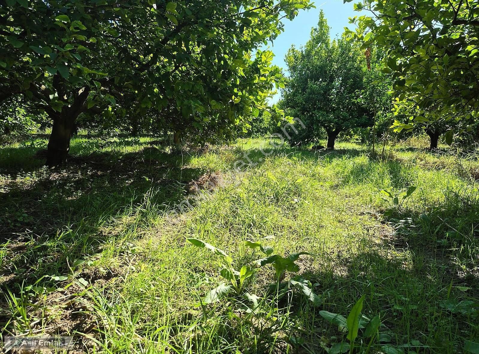 Asil Emlaktan Ortaca Çaylı Mah. De Satılık 7 Dönüm Tarla - Görsel 11