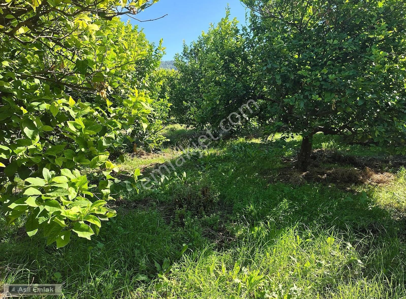 Asil Emlaktan Ortaca Çaylı Mah. De Satılık 7 Dönüm Tarla - Görsel 30