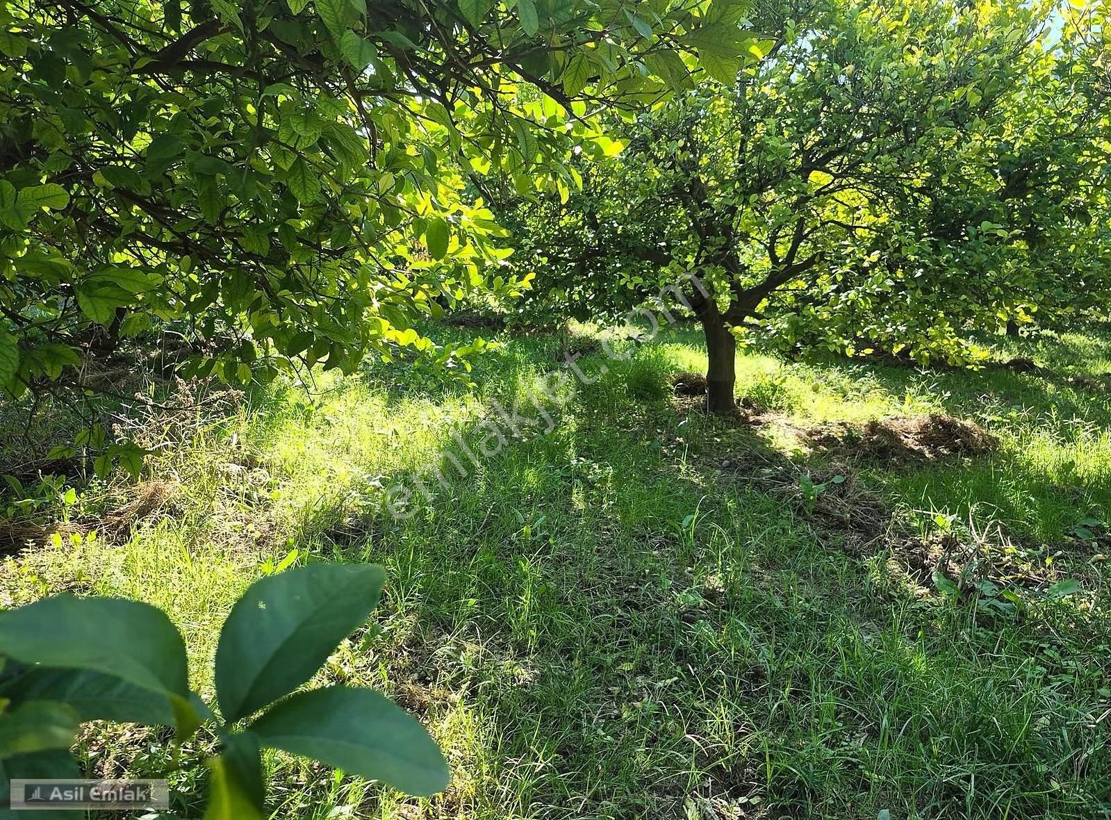 Asil Emlaktan Ortaca Çaylı Mah. De Satılık 7 Dönüm Tarla - Görsel 13