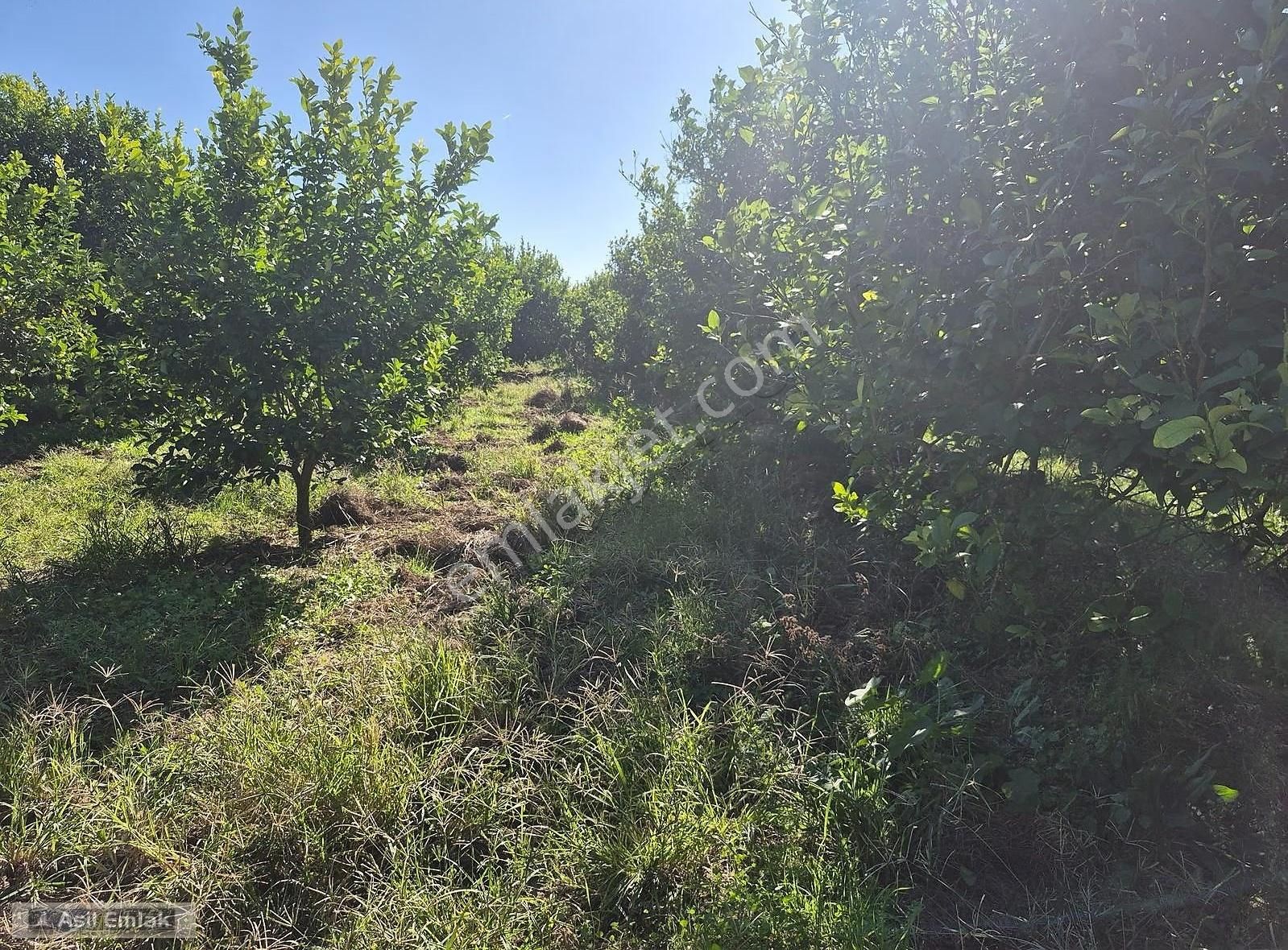 Asil Emlaktan Ortaca Çaylı Mah. De Satılık 7 Dönüm Tarla