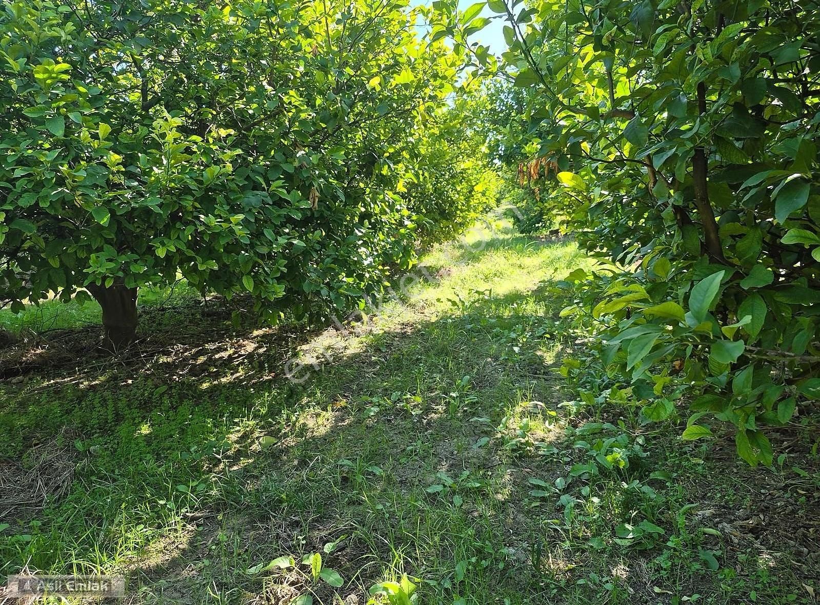 Asil Emlaktan Ortaca Çaylı Mah. De Satılık 7 Dönüm Tarla - Görsel 16