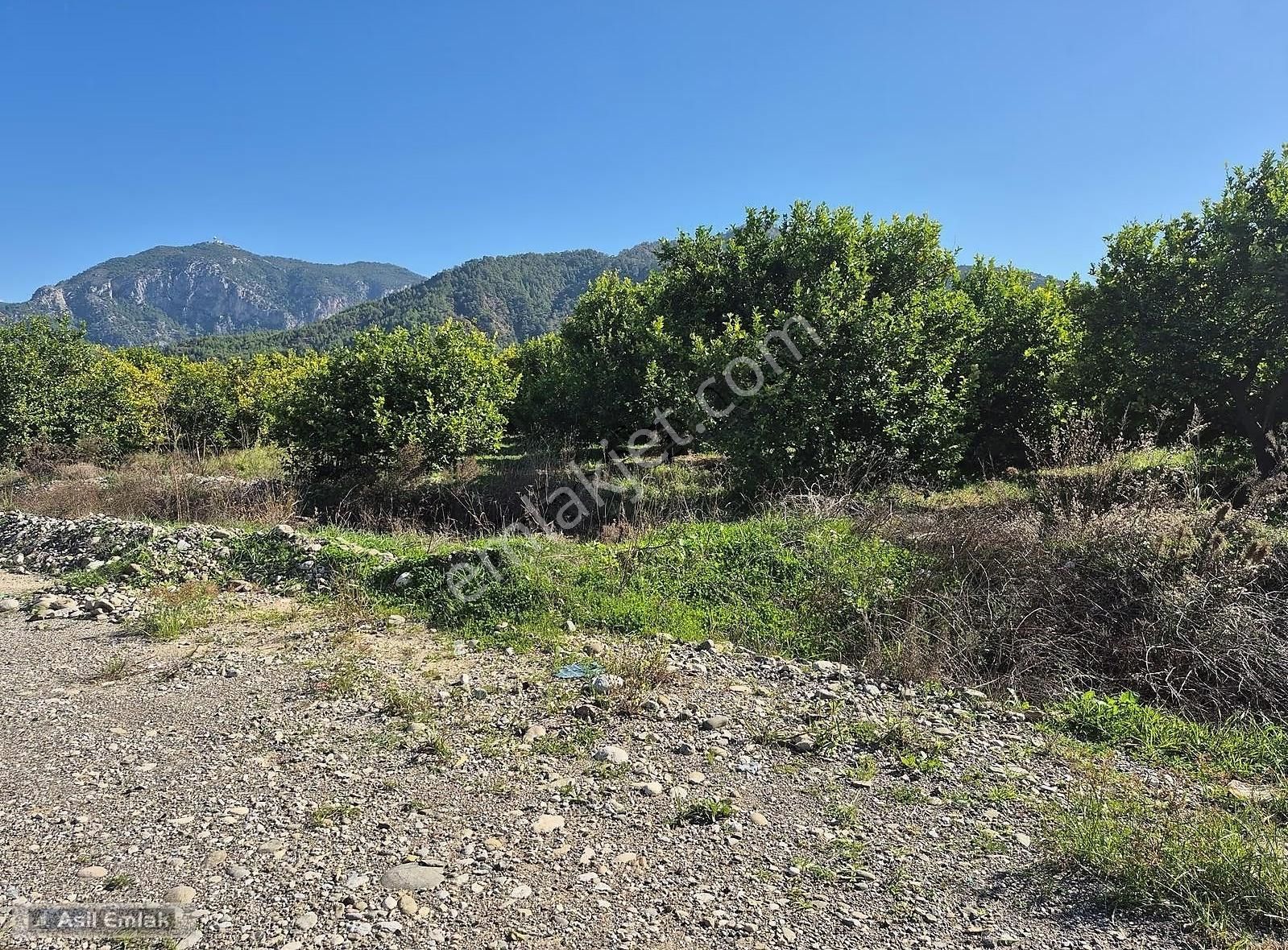 Asil Emlaktan Ortaca Çaylı Mah. De Satılık 7 Dönüm Tarla - Görsel 8