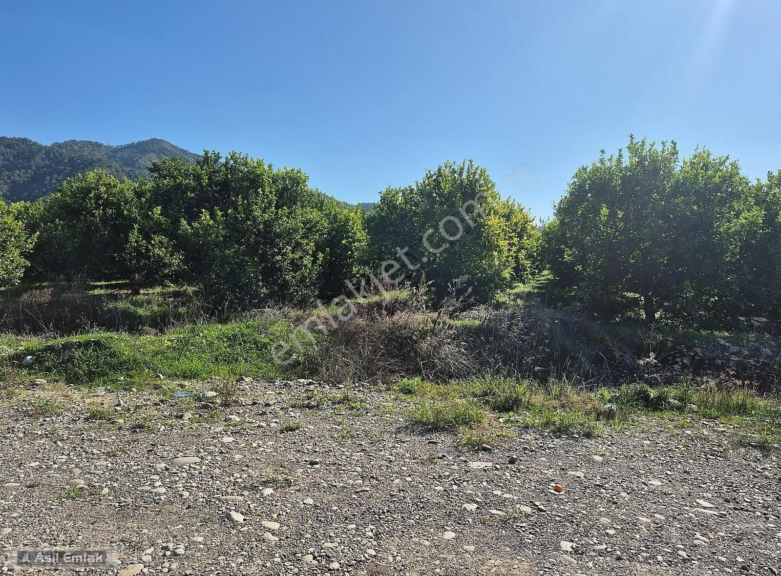 Asil Emlaktan Ortaca Çaylı Mah. De Satılık 7 Dönüm Tarla - Görsel 6