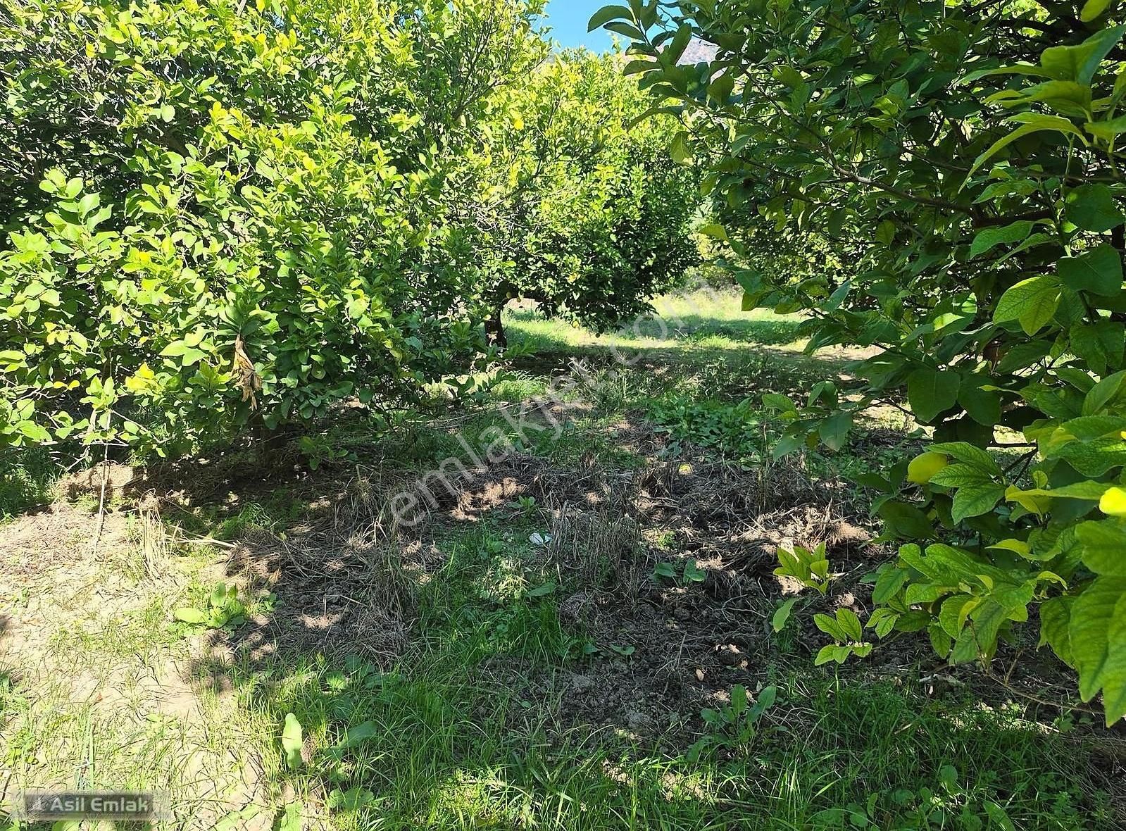 Asil Emlaktan Ortaca Çaylı Mah. De Satılık 7 Dönüm Tarla - Görsel 9