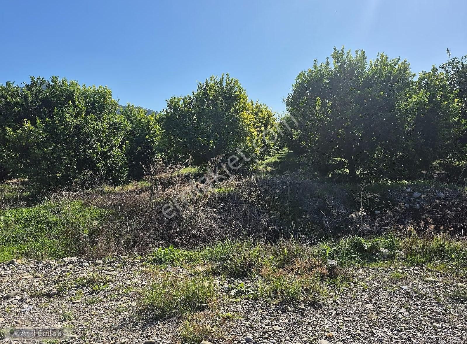 Asil Emlaktan Ortaca Çaylı Mah. De Satılık 7 Dönüm Tarla - Görsel 27