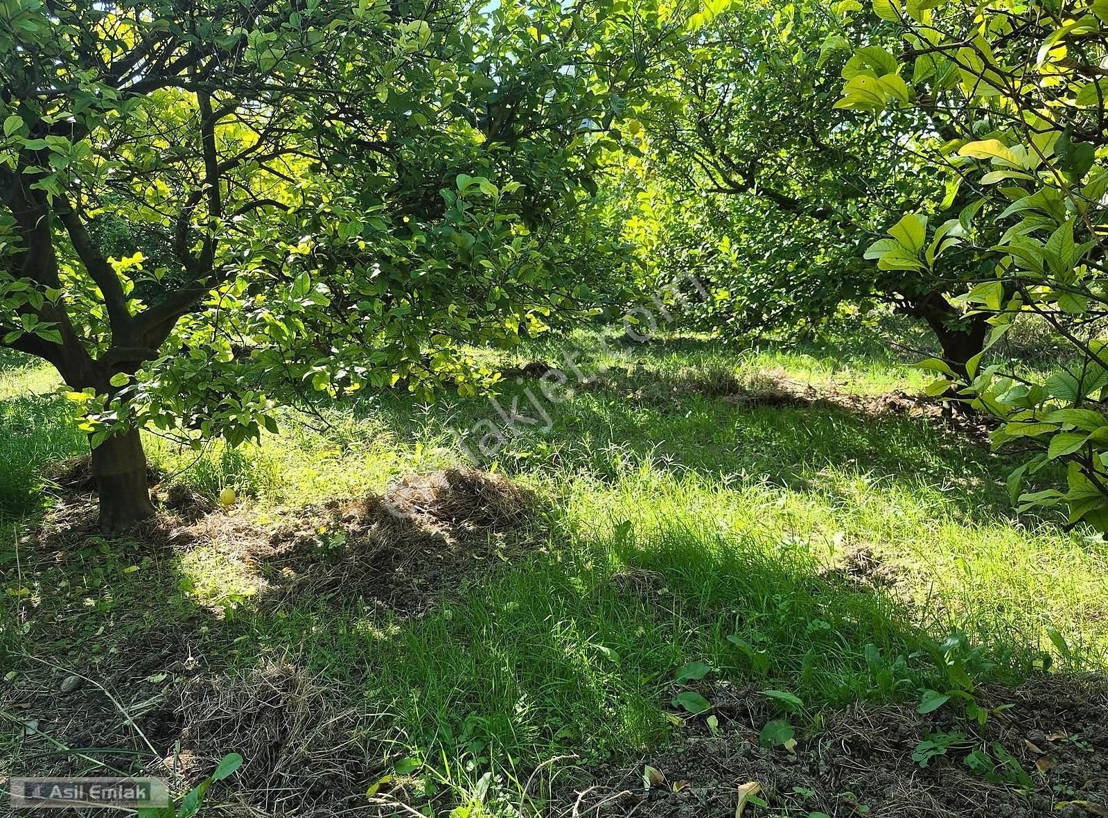 Asil Emlaktan Ortaca Çaylı Mah. De Satılık 7 Dönüm Tarla - Görsel 24