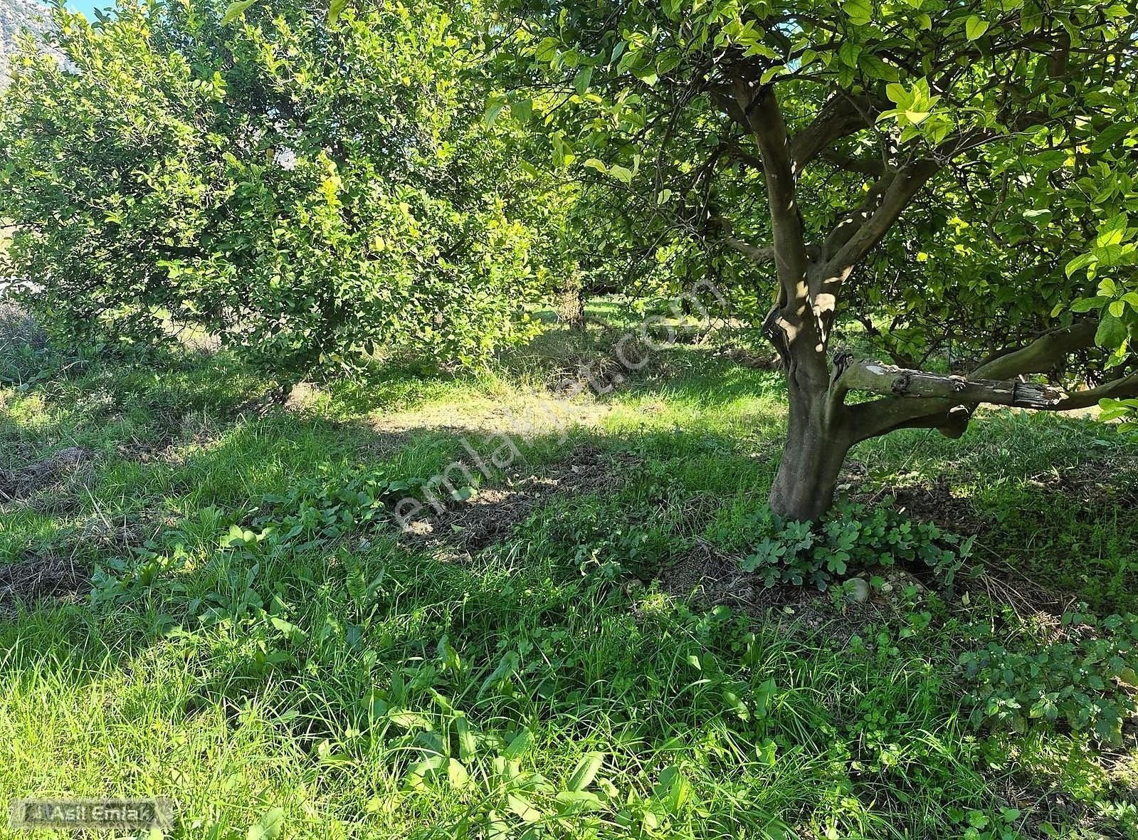 Asil Emlaktan Ortaca Çaylı Mah. De Satılık 7 Dönüm Tarla - Görsel 10