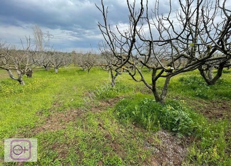 Violetten Bursa Mudanya Bademli Satılık 7.250 M2 Arazi/tarla - Görsel 4