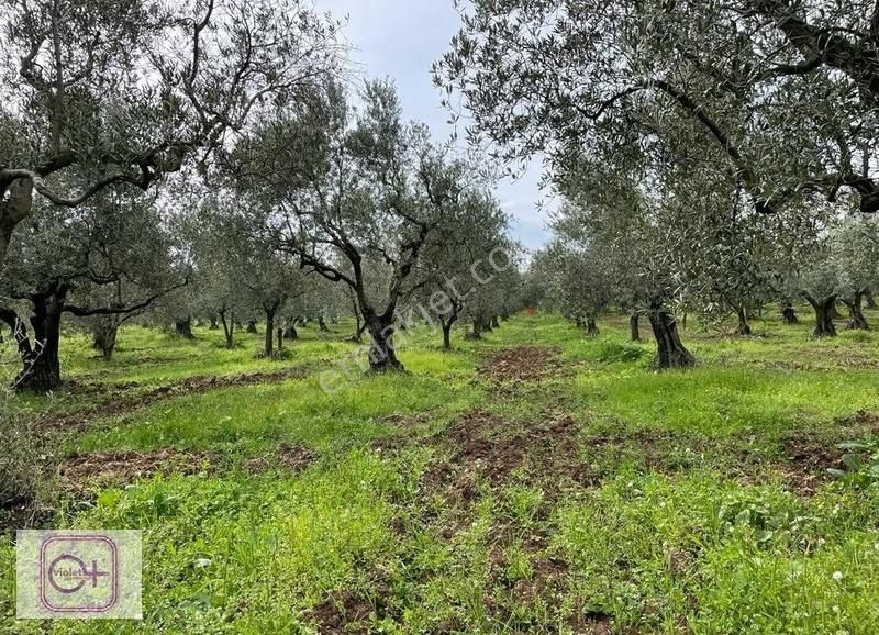 Violetten Bursa Mudanya Bademli Satılık 7.250 M2 Arazi/tarla - Görsel 3